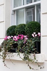 Windowboxes in London