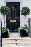 Bay tree in door step planters