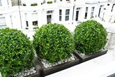 Buxus.balls.in.contemporary.planters