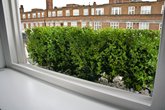 Buxus.hedge.in.high.galvanized.steel.planters