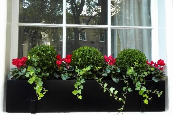 Bespoke metal window box with boxwood balls