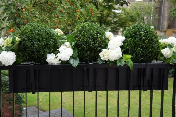 Window box with Buxus balls