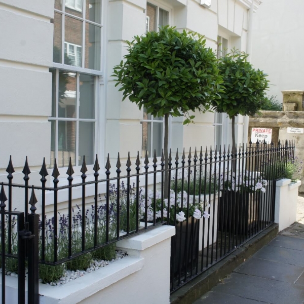 Bay trees in metal planters