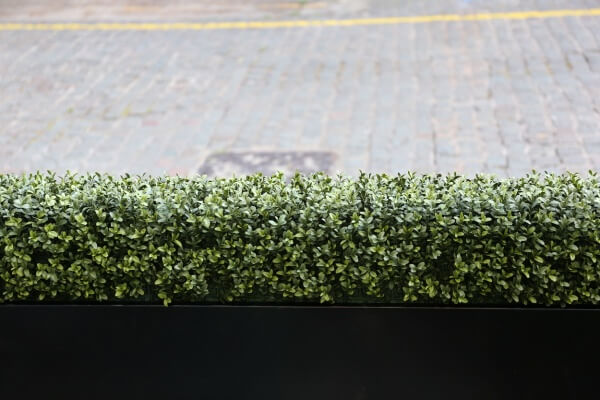 Buxus hedge