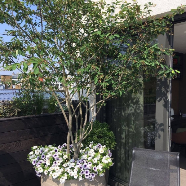 Multstem Amelanchier tree in bespoke stone planters