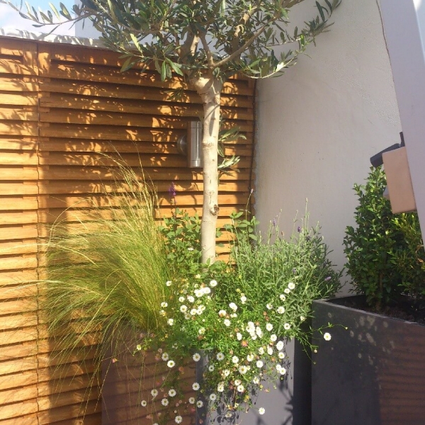 Olive tree in bespoke planter powder coated grey gloss finish