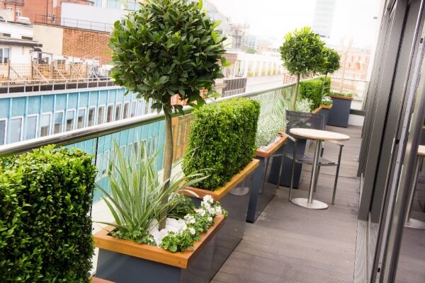 Roof terrace Fitzrovia Bay Tree Buxus Graphite grey planters with hardwood capping