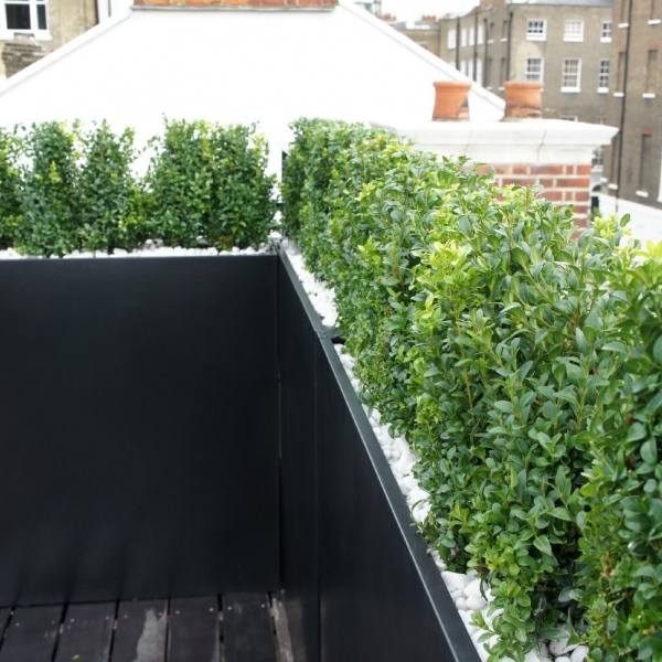 Boxwood hedge