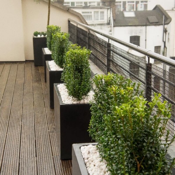 Roof terrace polystone planters Buxus hedge