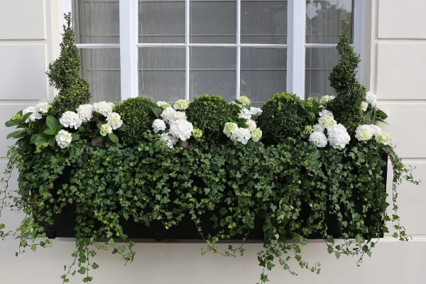 Window box