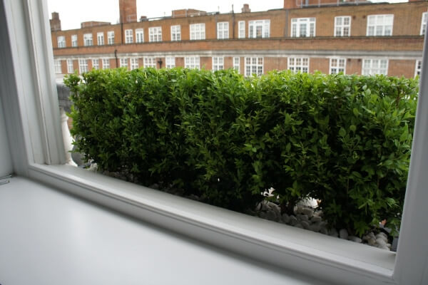 Window box Buxus hedge