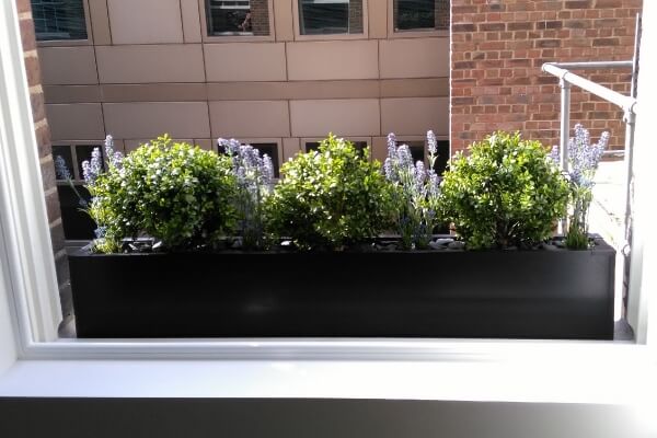 Window box with artificial buxus balls and lavender