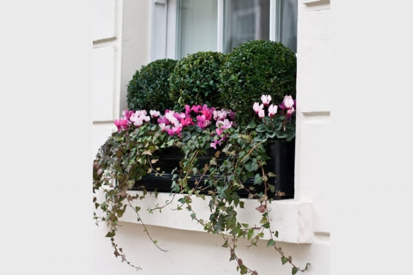 Windowboxes London