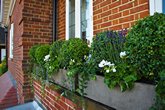 Buxus.balls.Lavender.Geraniums