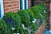 Buxus.balls.Lavender.Geraniums2