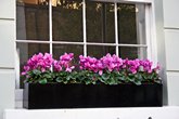 window.boxes.plants