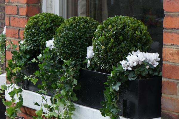 Polystone window box planted with Buxus balls and flowers