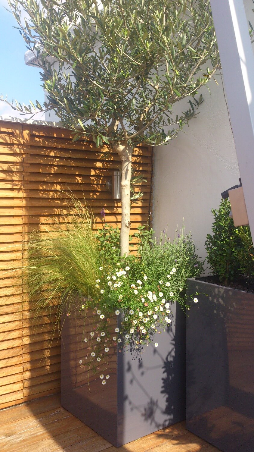 Olive tree in bespoke planter powder coated grey gloss finish London Planters