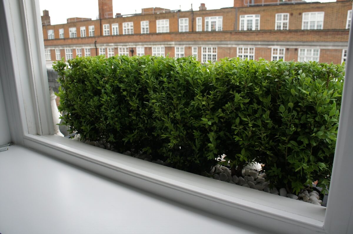 Window box Buxus hedge London Planters