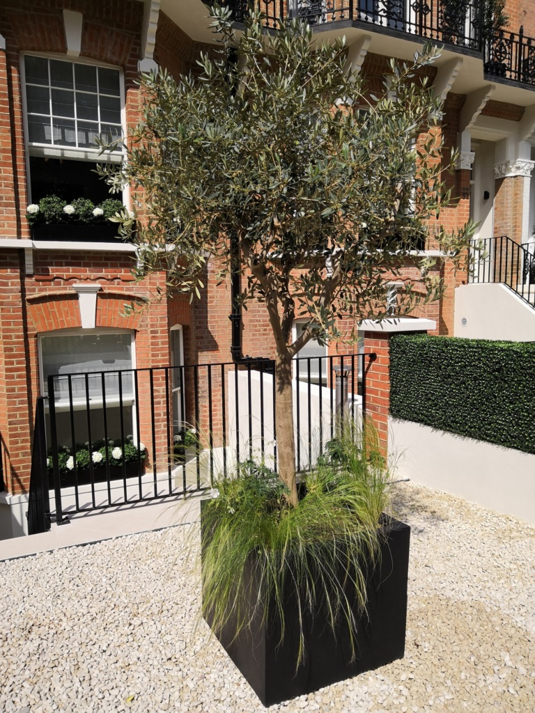 Real Olive Tree in polystone cube planter London Planters