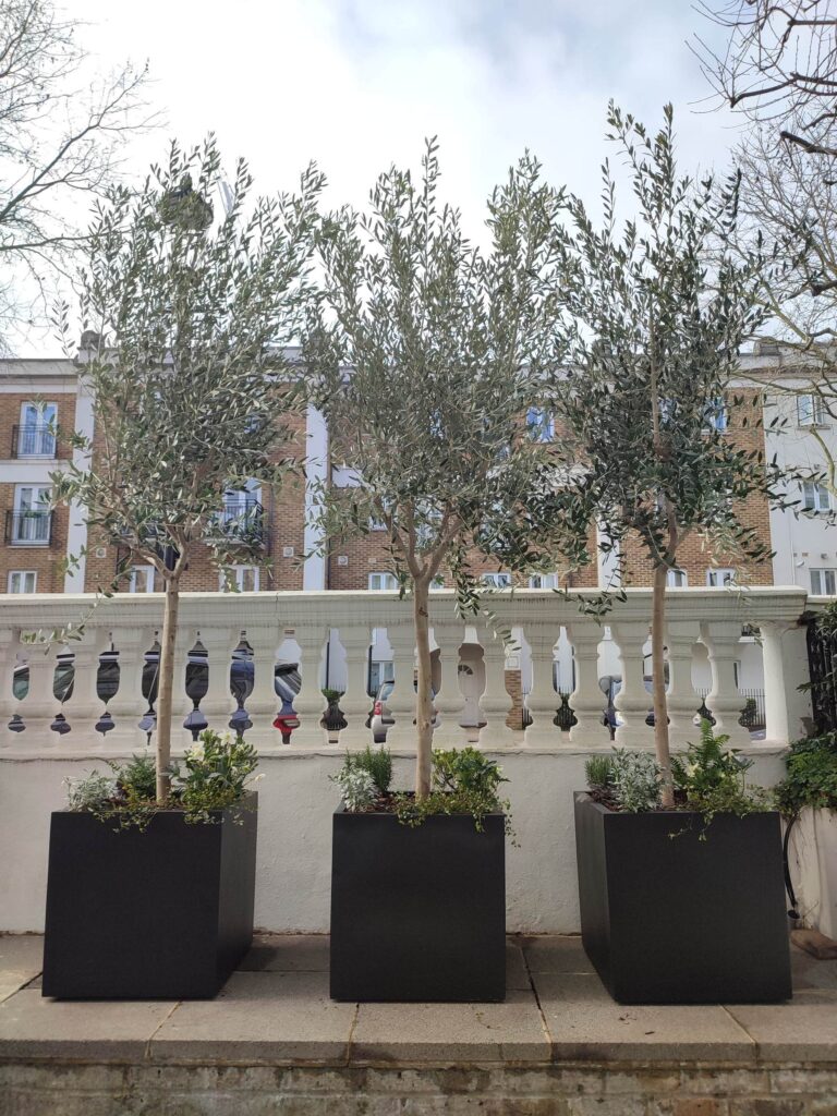 Real Olive Tree in polystone cube planter London Planters