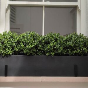 Buxus balls window box