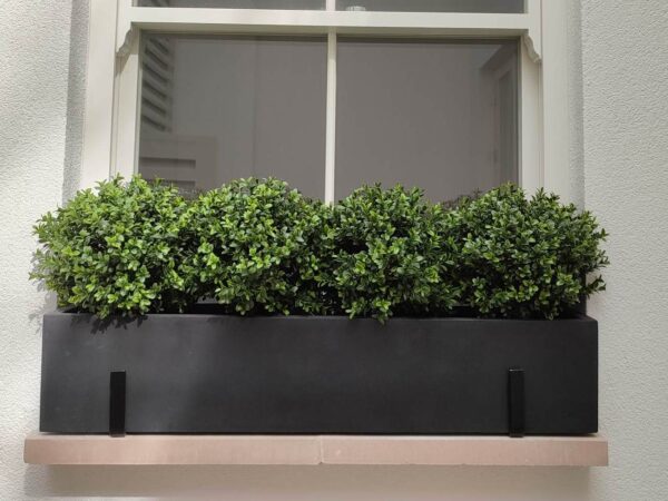 Buxus balls window box