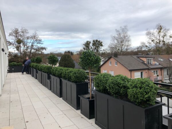 Large GRP Fibreglass planters with artificial buxus balls