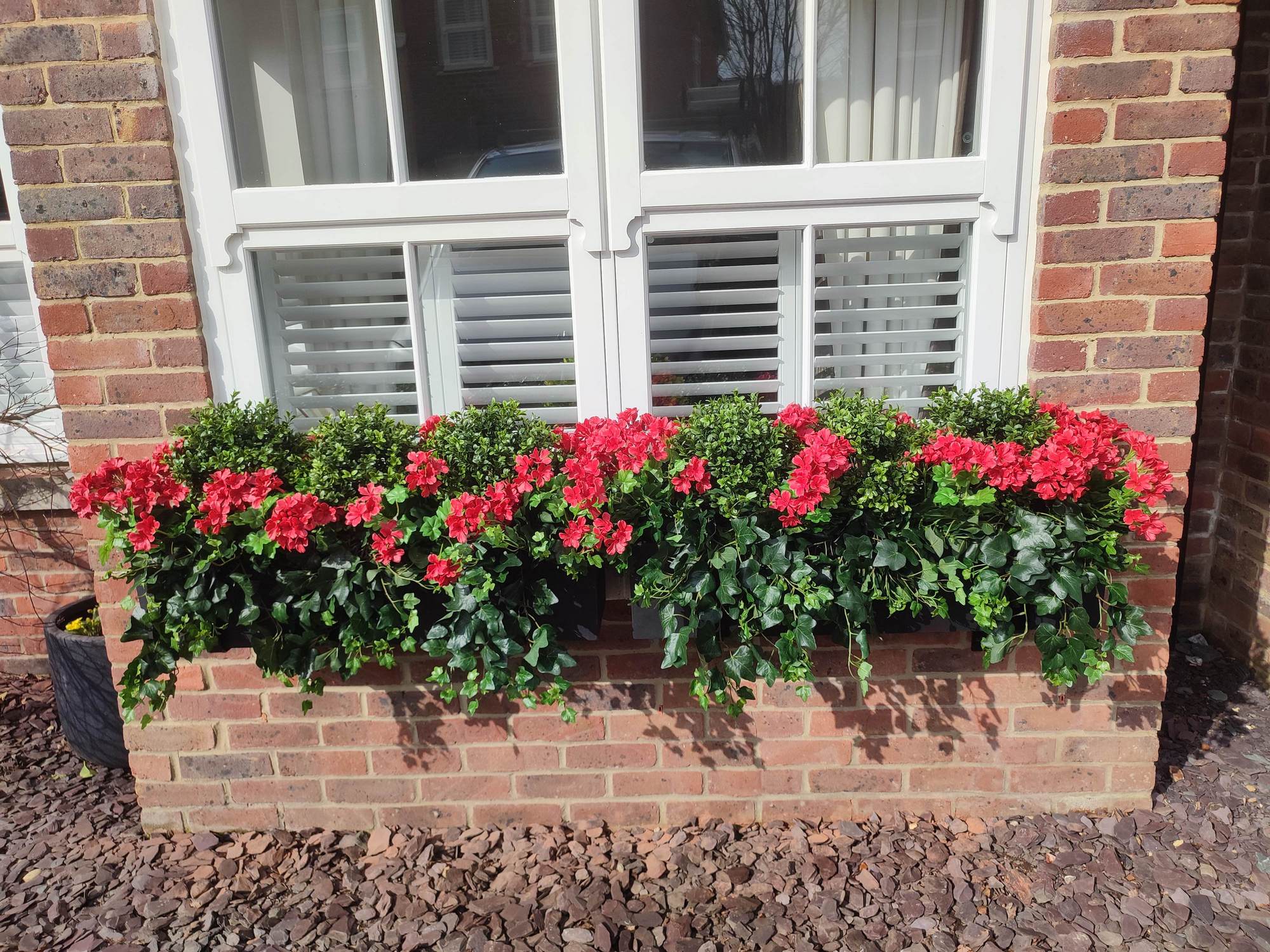 red geraniums